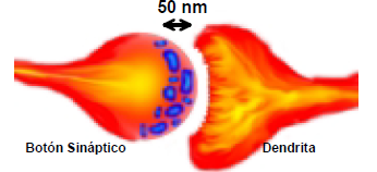 conexion neuronal