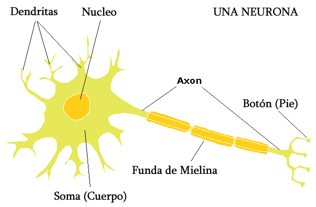 Neurona